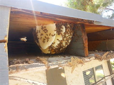 bee relocation las vegas.